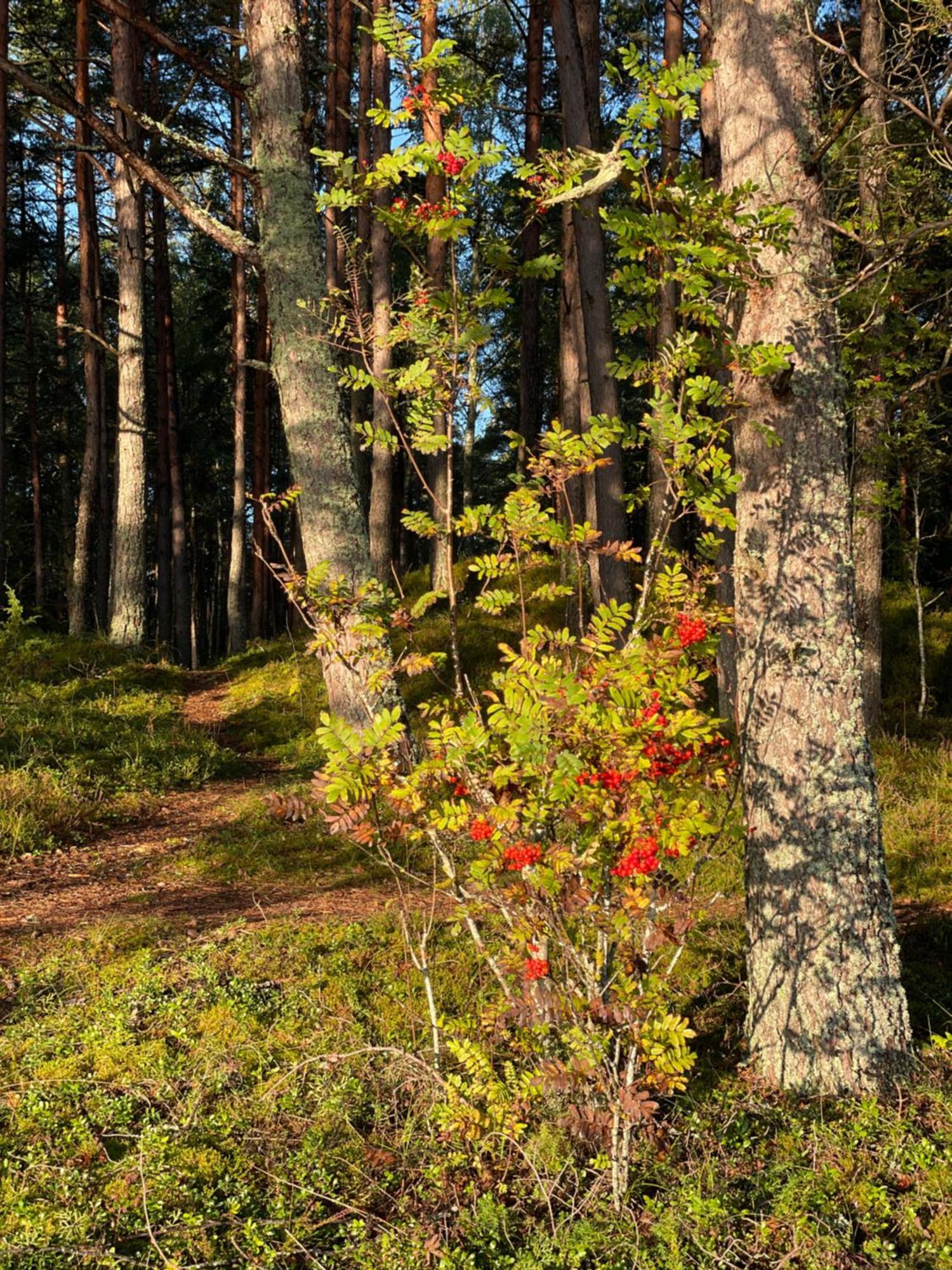 11 Pine View Lägenhet Ķesterciems Exteriör bild