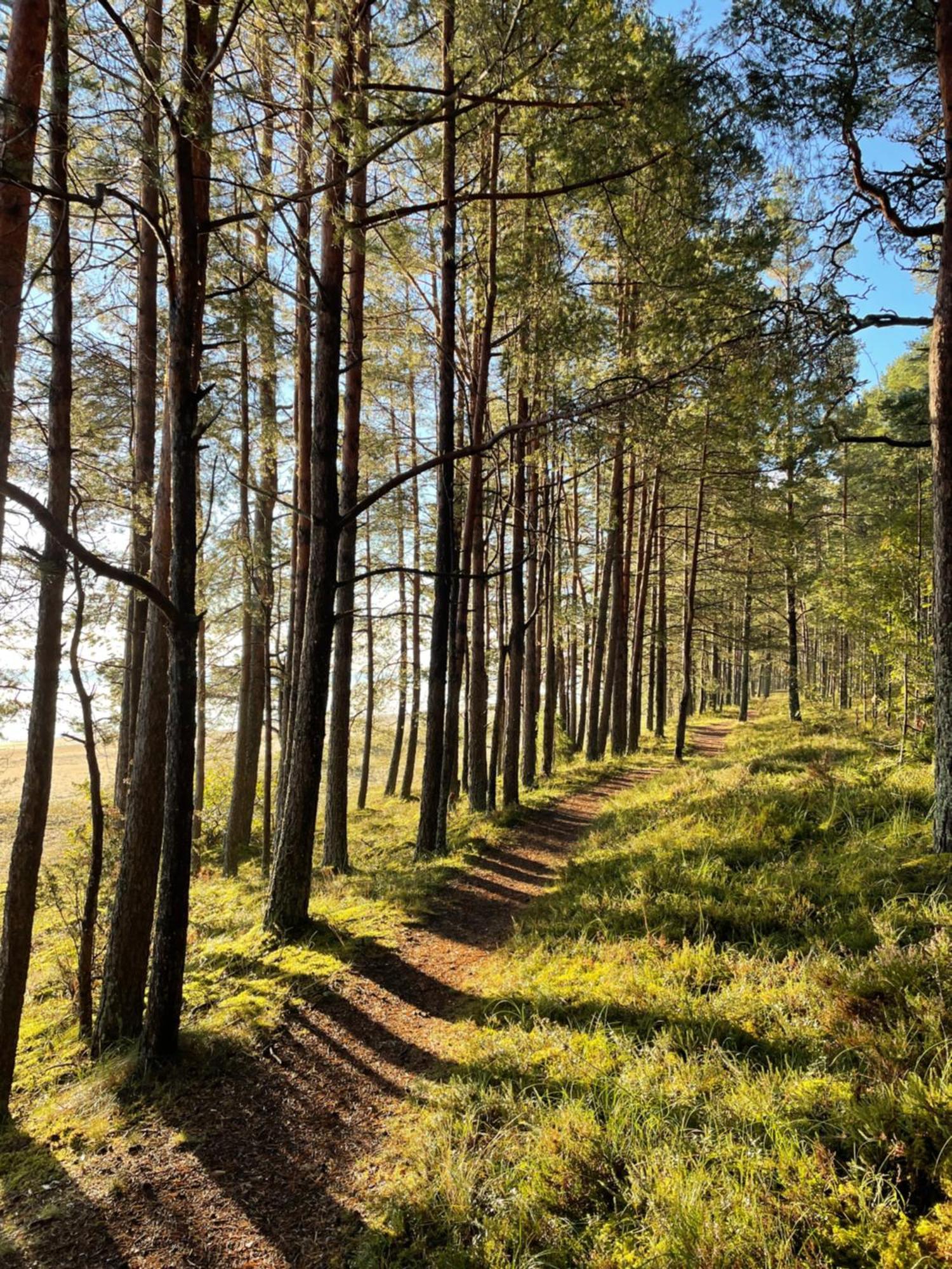 11 Pine View Lägenhet Ķesterciems Exteriör bild